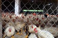 Plantea Econom&iacute;a sacar al pollo del Pacic