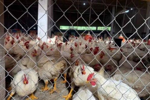 Plantea Econom&iacute;a sacar al pollo del Pacic