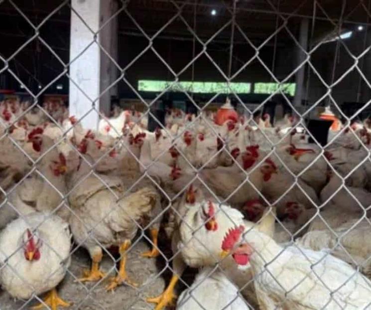 Plantea Econom&iacute;a sacar al pollo del Pacic
