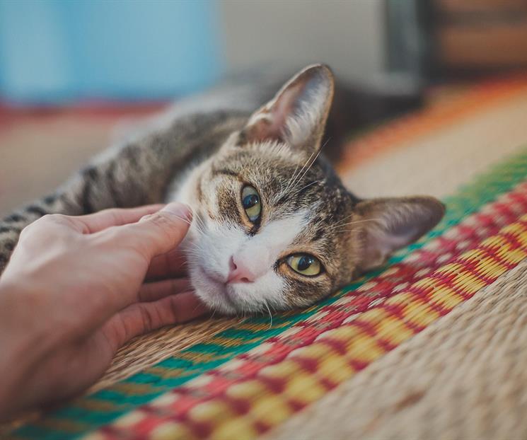 D&iacute;a del Gato 2026: los beneficios en la salud de tener un felino