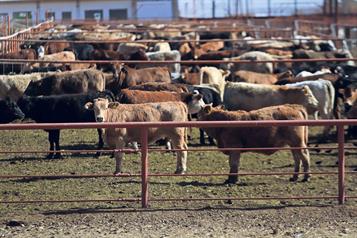 Gobierno instala comisi&oacute;n para combatir el gusano barrenador