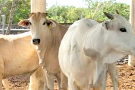 Instalan comisi&oacute;n contra el gusano barrenador en el pa&iacute;s