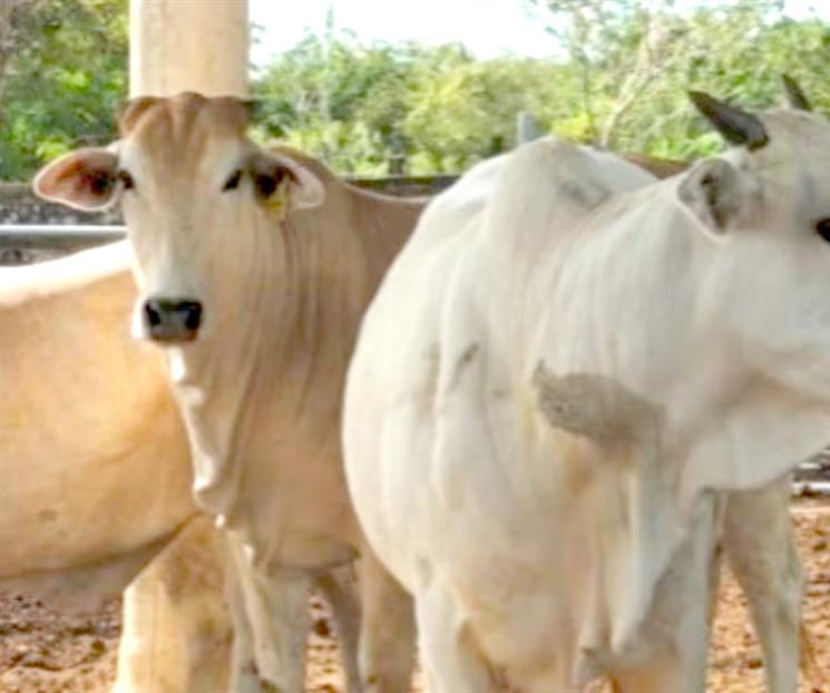 Instalan comisi&oacute;n contra el gusano barrenador en el pa&iacute;s