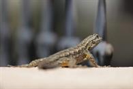 &iquest;Por qu&eacute; aparecen lagartijas en tu hogar y qu&eacute; podr&iacute;a significar?