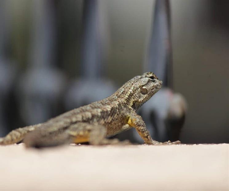 &iquest;Por qu&eacute; aparecen lagartijas en tu hogar y qu&eacute; podr&iacute;a significar?