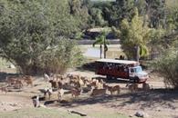 M&aacute;s de mil turistas varados en Zool&oacute;gico Guadalajara por violencia