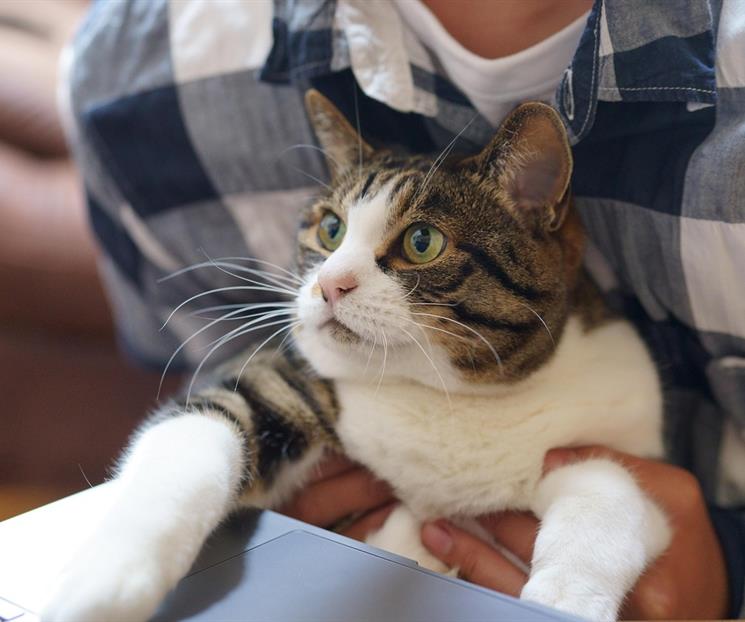 Terapia de cuatro patas; beneficios psicológicos de tener un gato Terapia de cuatro patas; beneficios psicológicos de tener un gato