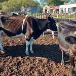 Declara Uruguay emergencia agropecuaria