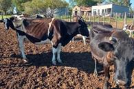 Declara Uruguay emergencia agropecuaria