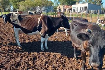 Declara Uruguay emergencia agropecuaria