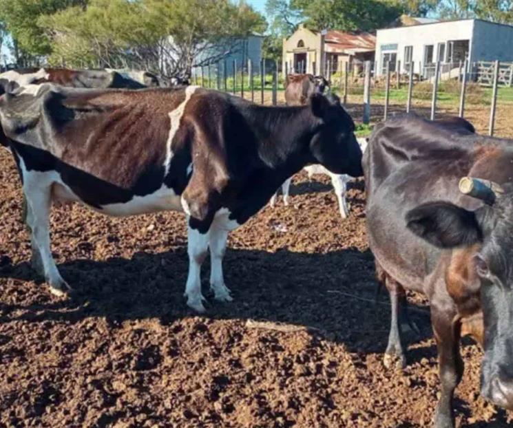 Declara Uruguay emergencia agropecuaria Declara Uruguay emergencia agropecuaria
