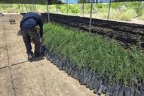 Reforestan Cadereyta con 45,300 &aacute;rboles nativos