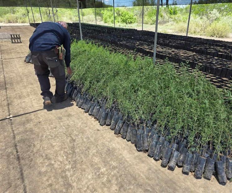 Reforestan Cadereyta con 45,300 árboles nativos Reforestan Cadereyta con 45,300 árboles nativos