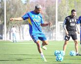 Ocupan felinos ganar