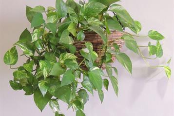 Plantas de f&aacute;cil cuidado que debes tener seg&uacute;n la NASA