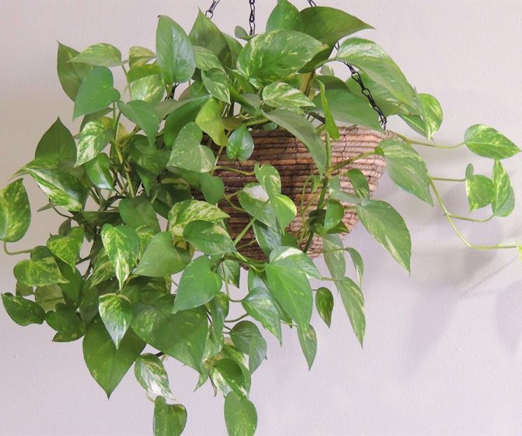 Plantas de f&aacute;cil cuidado que debes tener seg&uacute;n la NASA