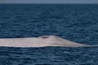 Captan a ballena azul con albinismo en BCS