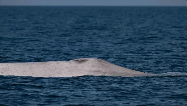 Captan a ballena azul con albinismo en BCS