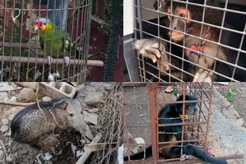 Rescata Profepa a 138 animales tras operativo en el sureste