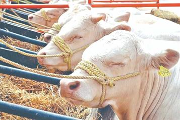 Buscan mejorar labores de sanidad para acabar con gusano barrenador