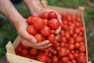 Enfrentan agroexportaciones ca&iacute;da y d&eacute;ficit comercial