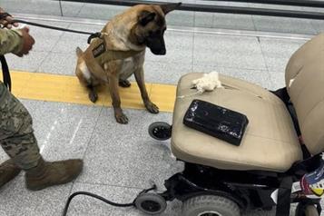Binomio canino frustra tr&aacute;fico de coca&iacute;na