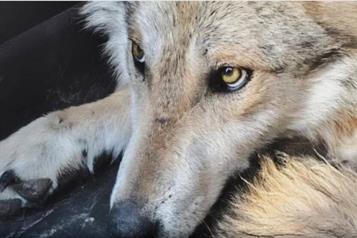 Avanza recuperaci&oacute;n en vida silvestre del lobo mexicano