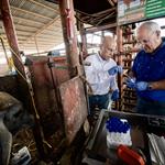 UANL detecta nueva variante de influenza D en bovinos