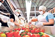 Sheinbaum destaca firma de acuerdo con productores de jitomate