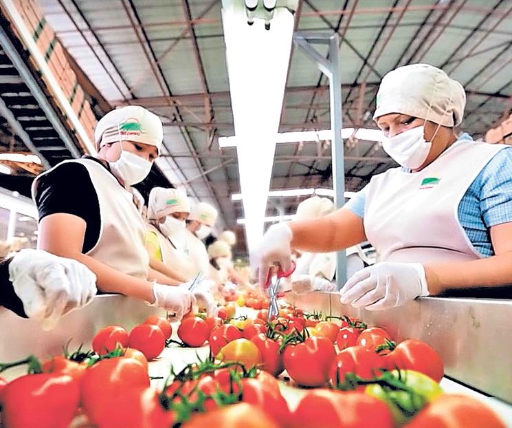 Sheinbaum destaca firma de acuerdo con productores de jitomate