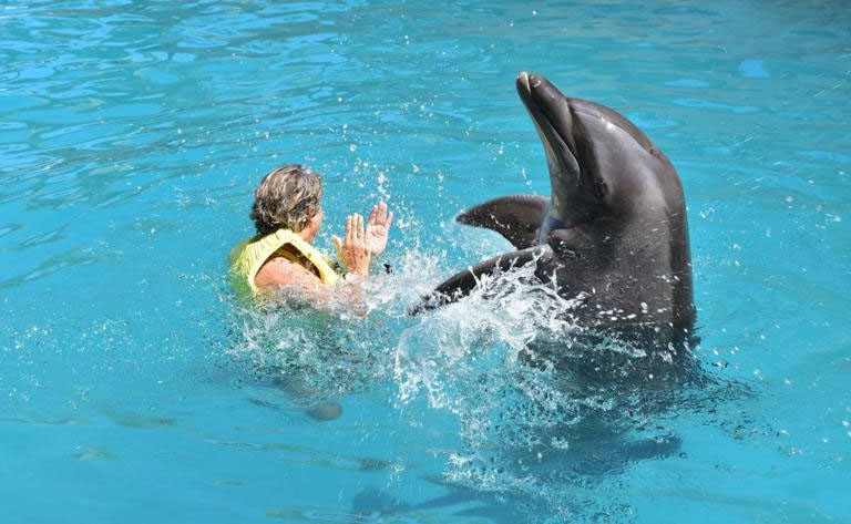 Clausura Profepa Dolphinaris Canc&uacute;n por condiciones de delfines