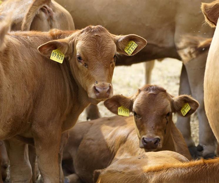 Confirman primer caso de gusano barrenador en EU