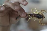 Presencia de alacranes aumenta en CDMX