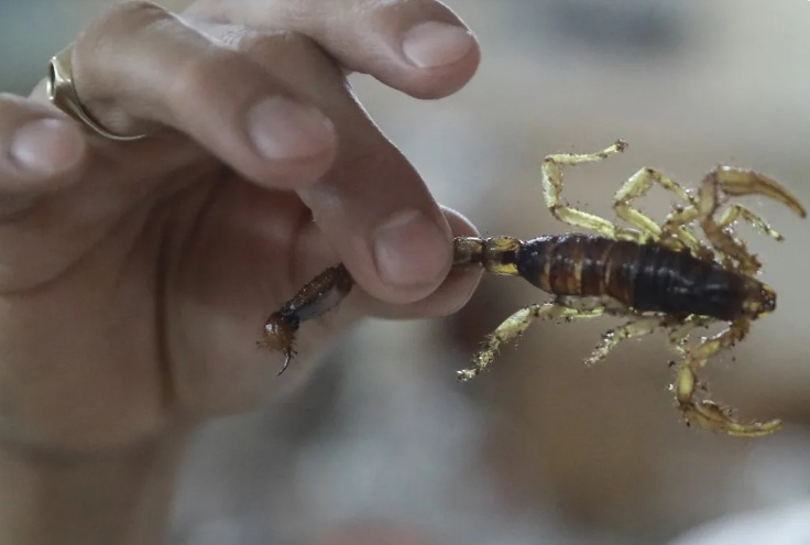 Presencia de alacranes aumenta en CDMX
