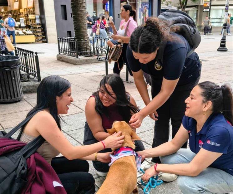 Implementarán programa de adopción de mascotas Implementarán programa de adopción de mascotas