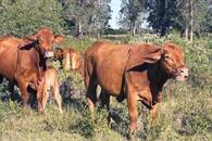 Suspende EU exportaci&oacute;n de ganado a M&eacute;xico por gusano barrenador