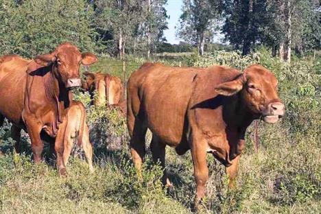 Suspende EU exportaci&oacute;n de ganado a M&eacute;xico por gusano barrenador