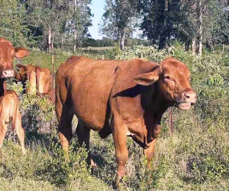 Suspende EU exportaci&oacute;n de ganado a M&eacute;xico por gusano barrenador