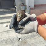 Rescatan a dos b&uacute;hos en Escobedo