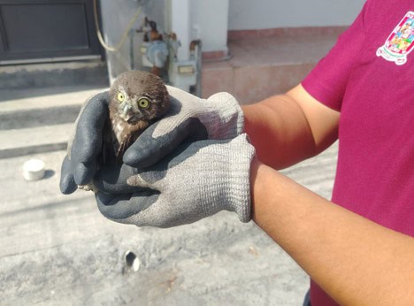 Rescatan a dos b&uacute;hos en Escobedo