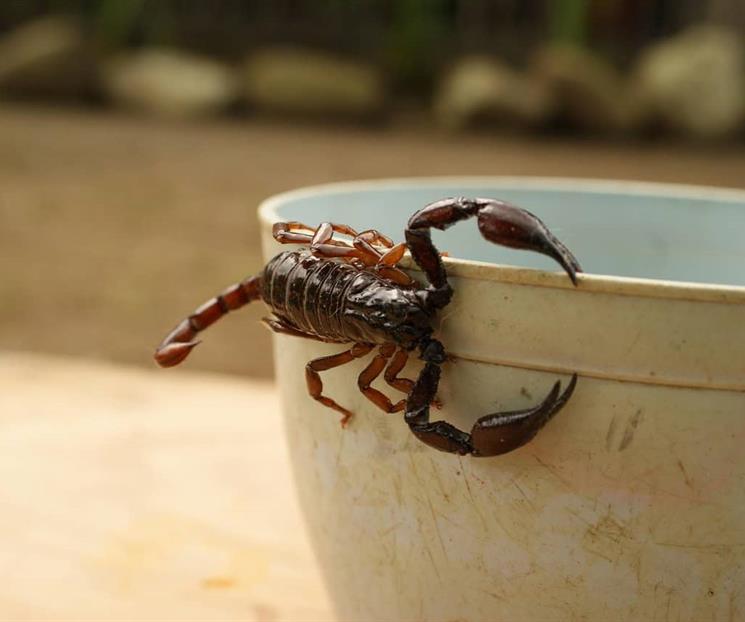 Tres plantas que debes tener en casa para ahuyentar alacranes