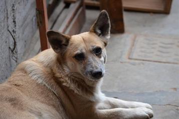 &iquest;Tienes un perro viejo? 3 cuidados clave para su salud y bienestar