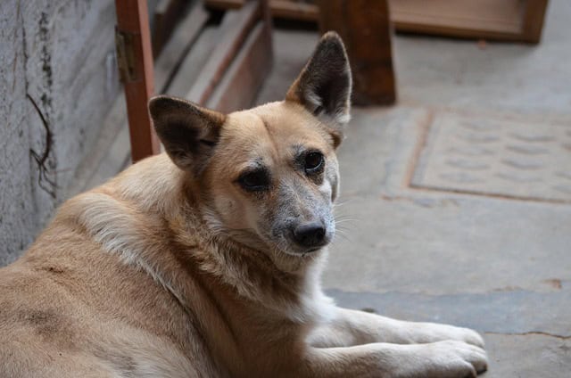 &iquest;Tienes un perro viejo? 3 cuidados clave para su salud y bienestar