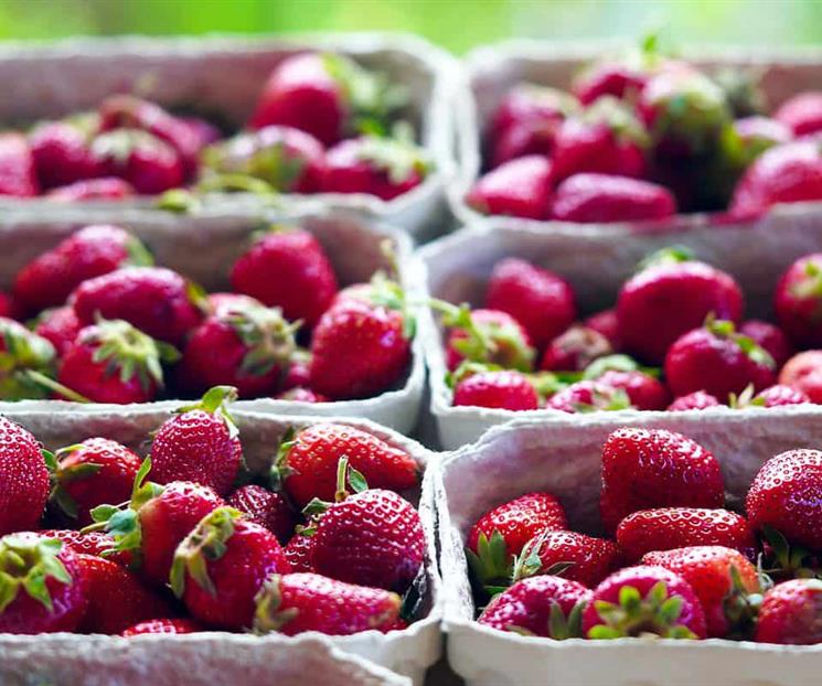 Empresarios temen barreras a exportaciones agropecuarias hacia EU