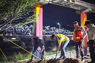 Realiza Medio Ambiente plantaci&oacute;n de un gran sabino en Constituci&oacute;n