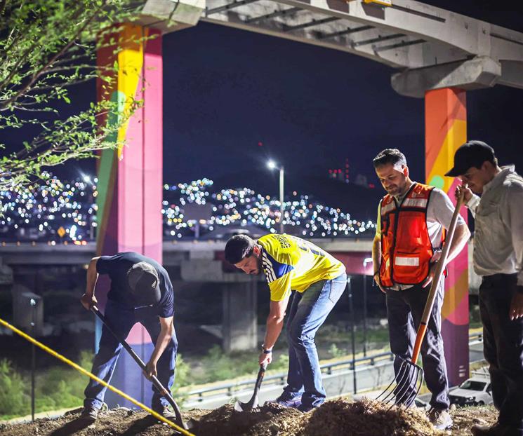 Realiza Medio Ambiente plantaci&oacute;n de un gran sabino en Constituci&oacute;n