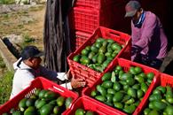 Endurecen reglas para exportar productos agr&iacute;colas