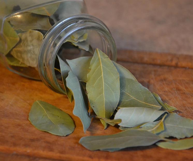 ¿Para qué sirve la mezcla de laurel con bicarbonato? ¿Para qué sirve la mezcla de laurel con bicarbonato?