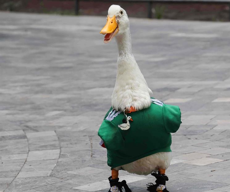 Sheinbaum invita al pato Merl&iacute;n a la ma&ntilde;anera