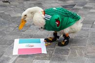De Corea hasta Turqu&iacute;a; as&iacute; de vive la euforia por el Pato Merl&iacute;n